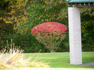 [This bush is much wider at the top than at its base. The outermost leaves at the top are bright red while the rest are green.]